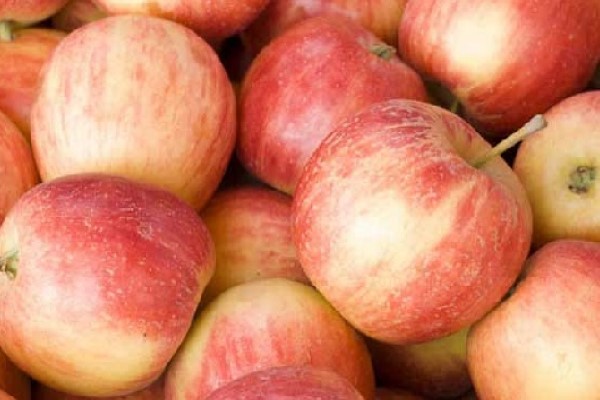 خرید سیب فوجی